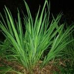 Pandanus amaryllifolius Habit