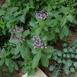 Heliotropium arborescens Агульны выгляд