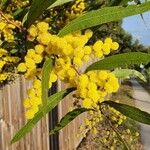 Acacia macradenia Λουλούδι