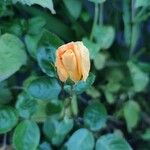 Rosa gallica फूल
