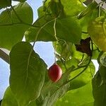 Solanum betaceum Fruit