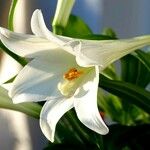 Lilium longiflorum Flor