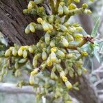 Arceuthobium oxycedri Fruit