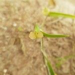 Commelina nigritana ফুল