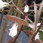 Amelanchier × lamarckii Folha