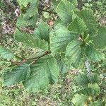 Alnus alnobetula Liść
