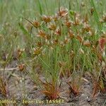 Juncus capitatus Hábito