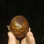 Raphia textilis Fruto