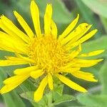 Pentanema spiraeifolium Flower