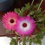 Dorotheanthus bellidiformis Flor