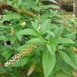 Phytolacca bogotensisLeaf