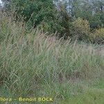 Arundo plinii Hábito