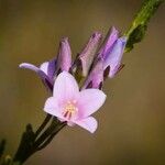 Boronia ledifolia Fleur