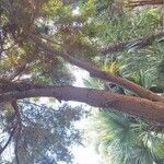 Podocarpus totara Συνήθη χαρακτηριστικά