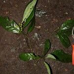Pavetta gabonica Hábito