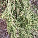 Sequoiadendron giganteum Leaf