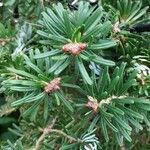 Abies koreana Blatt