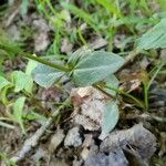 Houstonia purpurea Liść