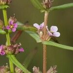 Ammannia coccinea Blüte