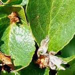 Salix herbacea Fruchs