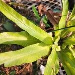 Asplenium antiquum Folla