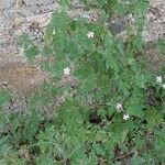 Geranium robertianum Elinympäristö