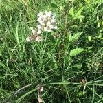 Asclepias linearis Hábito