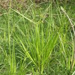 Cyperus difformis Alkat (teljes növény)