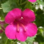Lophospermum erubescens 花