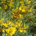 Senna artemisioides Blüte