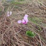 Cyclamen hederifoliumKvět