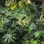 Fatsia japonica Leaf