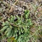 Lycopodium alpinum Folha