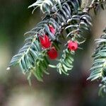 Taxus brevifolia Other