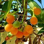 Pittosporum undulatum Fruit