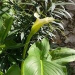 Zantedeschia aethiopica Blüte