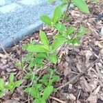 Hydrangea paniculata 叶