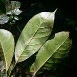 Pogonophora schomburgkiana Leaf