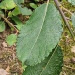 Salix aurita Листок