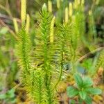 Lycopodium annotinumLeaf