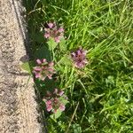 Stachys chamissonis Blomst