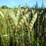 Lupinus angustifolius आदत