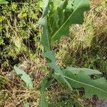 Lactuca serriolaFoglia