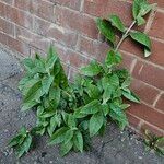 Buddleja globosa आदत