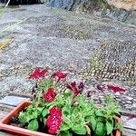 Petunia x atkinsiana ഇല