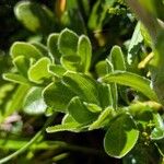 Arctostaphylos uva-ursi Frunză