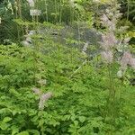 Astilbe rubra Yaprak