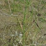 Equisetum fluviatile বাকল