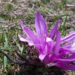 Colchicum bulbocodium Õis