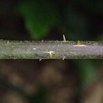 Pteris atrovirens Fulla